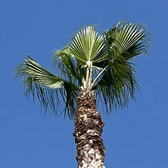Photo of palm tree that has been trimmed and cleaned up.