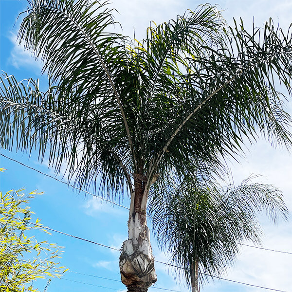 Photo of a queen palm tree that has been trimmed and cleaned up in Riverside California.