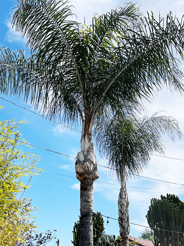 Photo of a queen palm tree that has been trimmed and cleaned up in Riverside California.