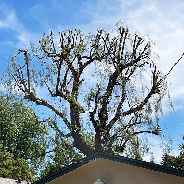 Photo of a tree that has been trimmed and pruned.